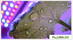 LED - FloraLED : LED - FLORALED - Clona Panel 225