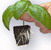 Substrat de bouturage : Root Riot II - EasyRoots 3x3x3 / unit