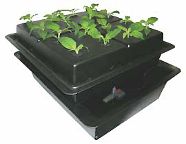  : Amazone - 75 x 85 x h = 39 cm - 16 plantes